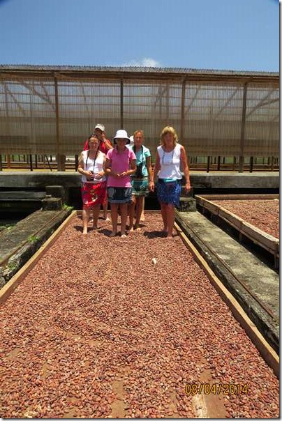 betasmallThe tourists helping to air the beans laid out to dry on huge trays