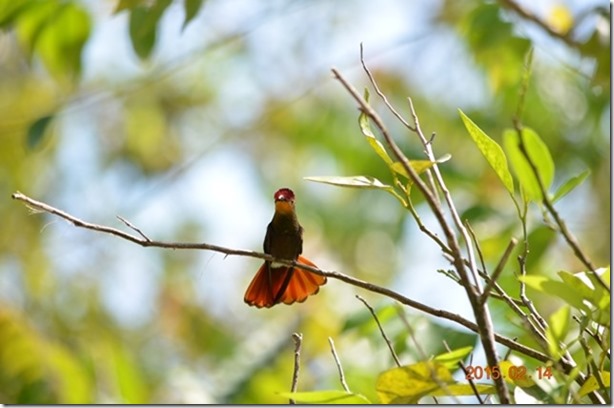 visasmallRuby-Topaz Humming Bird showing his lovely coloursdavid