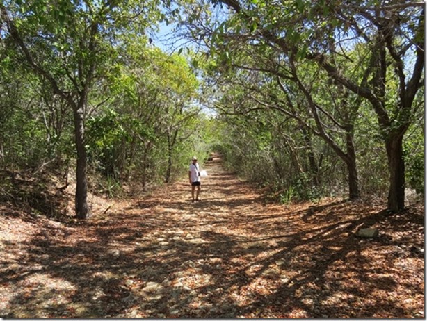 visasmallWalking in the Guanica dry forestdavid
