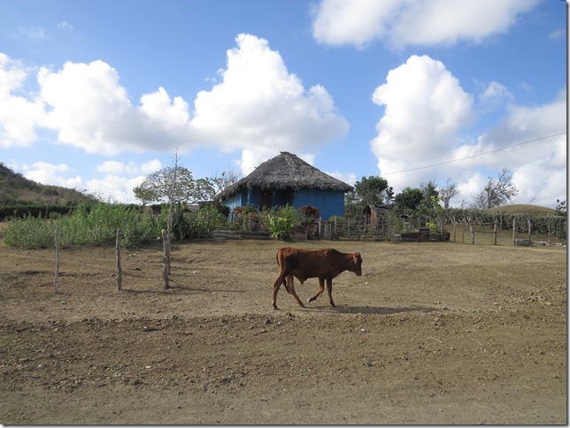 Cattle farming in Cuba