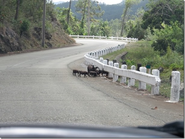 visasmallHazadous crossing for a family of pigs on the mountain road to Baracoadavid