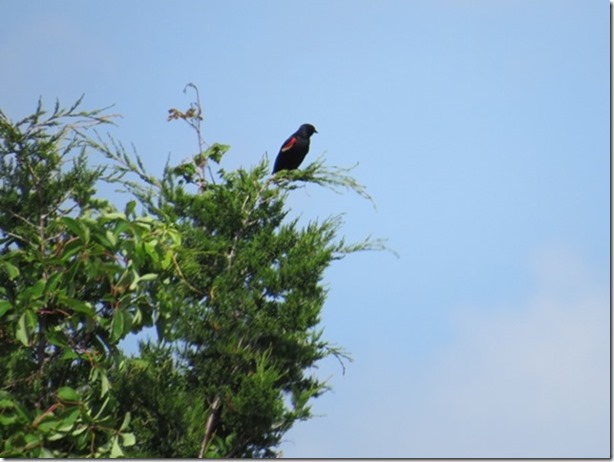 visasmallRed Winged Blackbird on Carrot Islanddavid