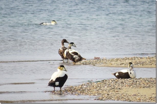 visasmallEider Duck on Long Point, Cape Coddavid