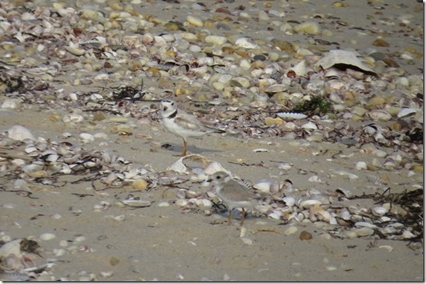 visasmallThe Piping Plover and her chick, West Neckdavid