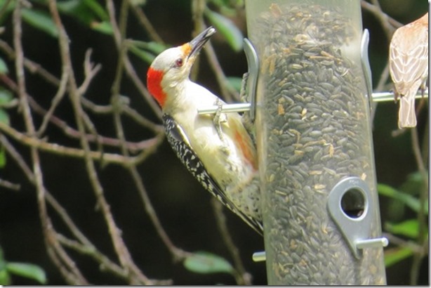 visasmallRed Bellied Woodpecker, bird table, Mashomacdavid