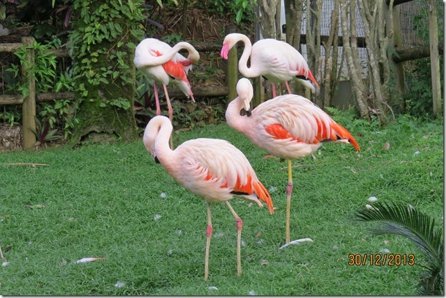 The Flamingos at Deshaies