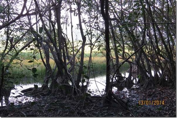 blogThe Swamp at Cabrits, Dominica