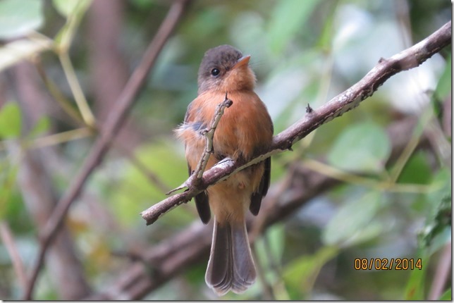 St Lucia Pewee