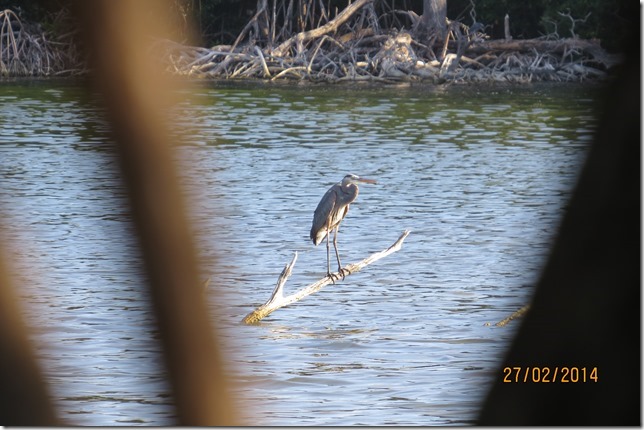 Great Blue Heron on the Salt Pond