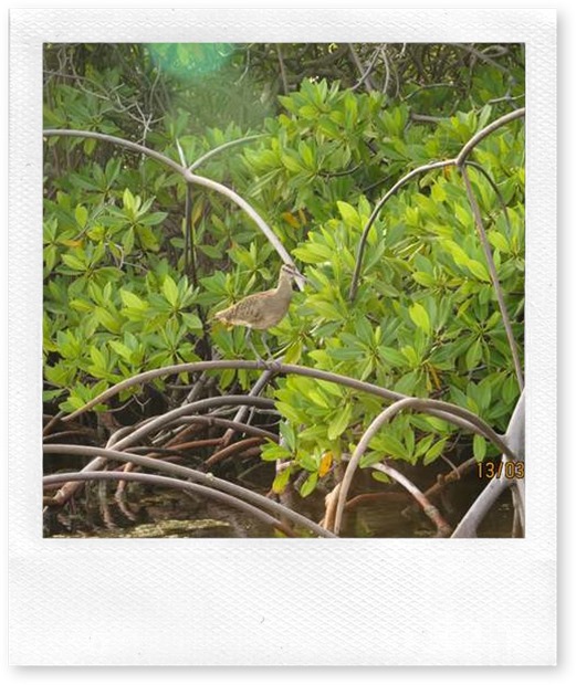 betasmallWhimbrel in Mangroves at Tyrrel Bay