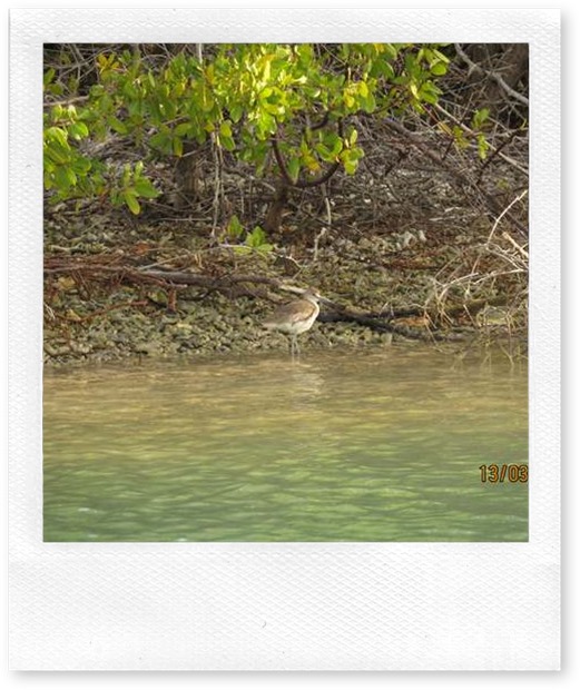 betasmallUnidentified Wader, Mangroves at Tyrrel Bay