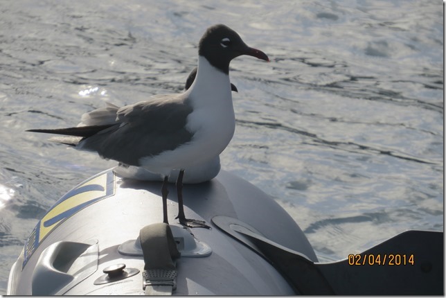 The Laughing Gulls enjoying a rest on the dinghy