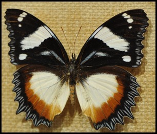 BF Butterflies 281