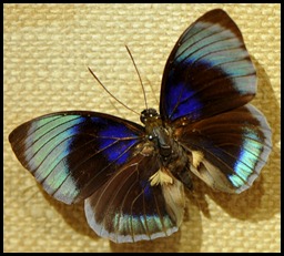 BF Butterflies 284