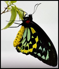 BF Butterflies 141