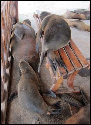 BB Seals ashore 2 015