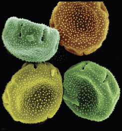 northofagus pollen