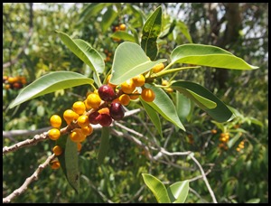 Ficus platypoda fruit