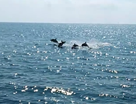 A group of dolphins jumping out of the water

Description automatically generated with medium confidence