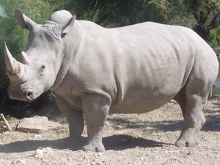 El rinoceronte blanco (Ceratotherium simum) es una especie de mamífero perisodáctilo de la familia Rhinocerotidae.2 Es la mayor de las cinco especies de rinocerontes que existen en la actualidad, el cuarto animal terrestre más grande y el cuarto mamífero terrestre más pesado después de las tres especies de elefantes.