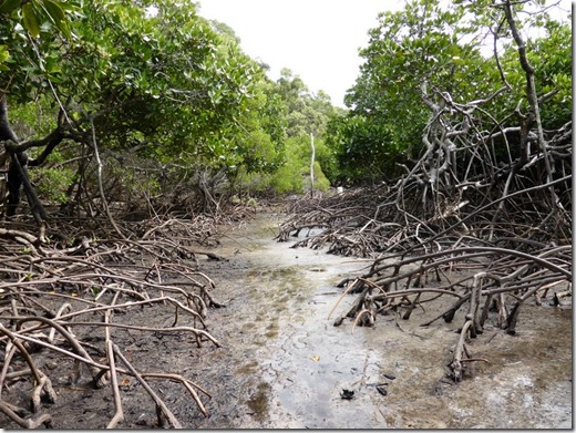 blog mangroves