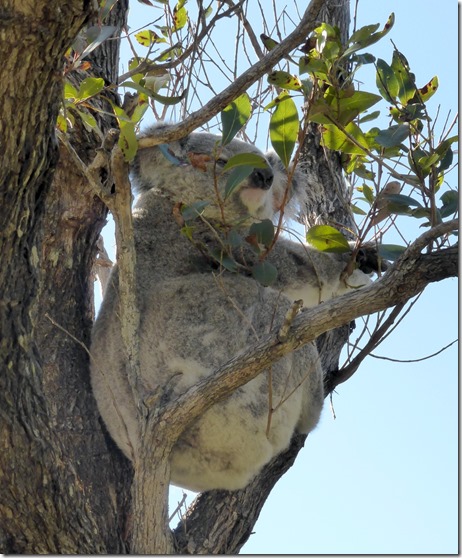 koala blog