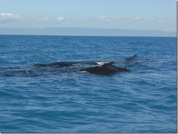 whales blog