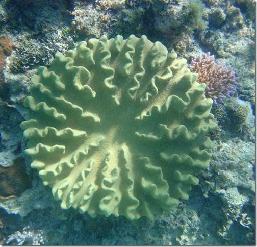 round coral