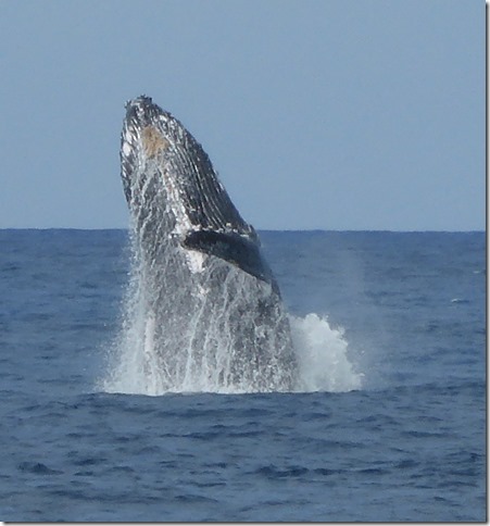 whale blog
