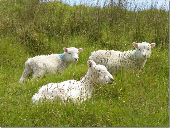 sm lambs