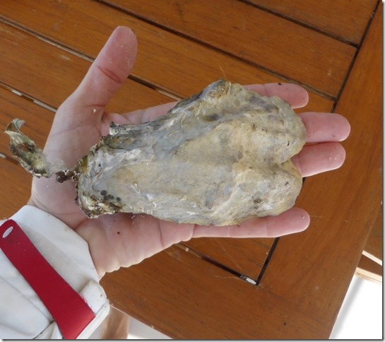 sm oysters