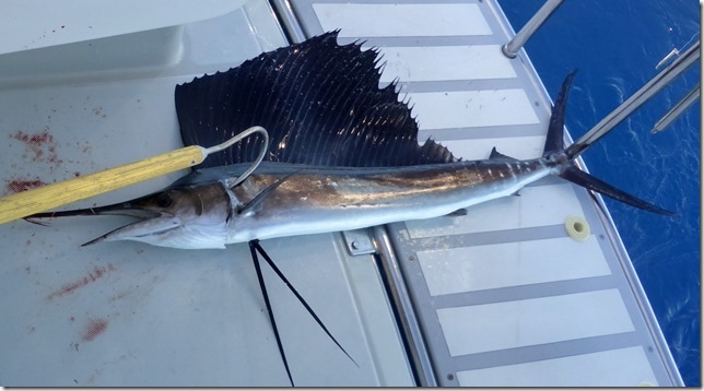 blog sailfish