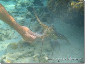 lobster feeding, French Cay